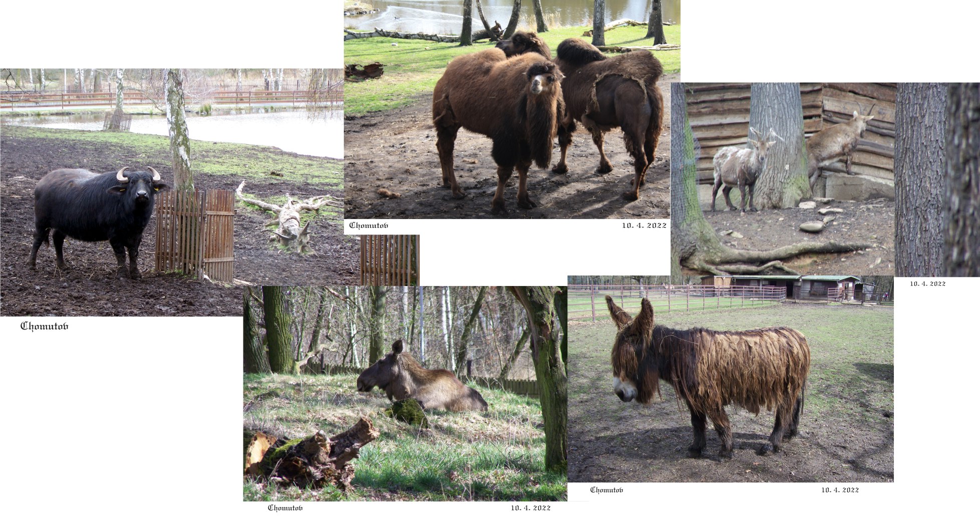 Zvířata v zooparku jsou klidná a na lidi zvyklá.