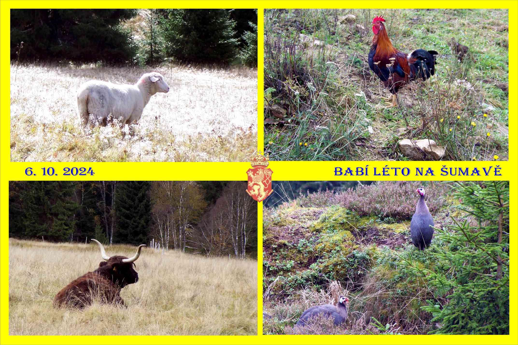 Šumavská fauna domácí, kohout a ovce, a také dovezená, krůta a skotský tur, dnes tvoří místní kolorit.
